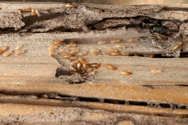 Royston, GA Pest Control Company