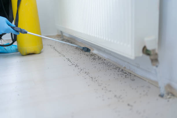 Best Termite Control Services  in Royston, GA